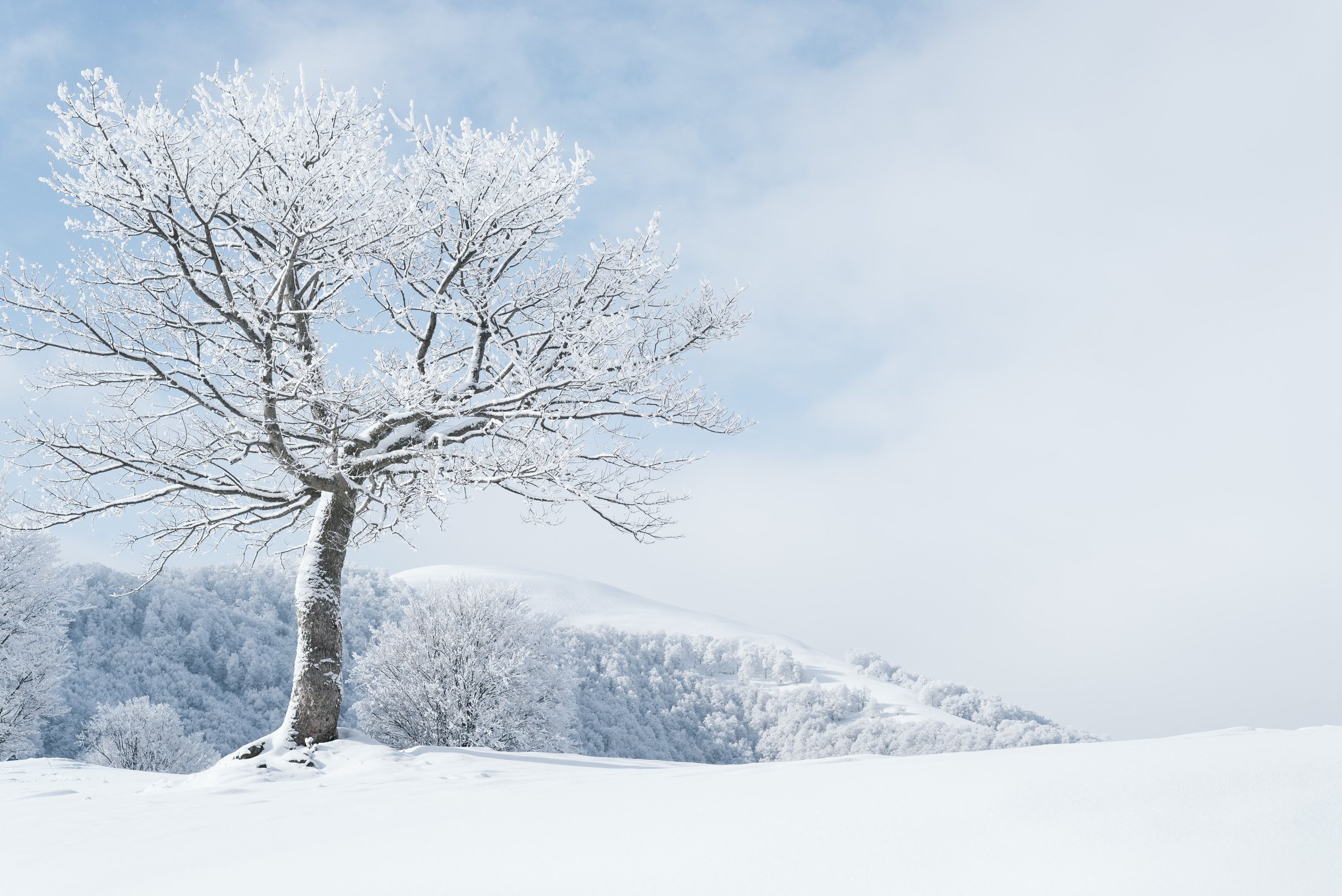 Winter Landscape with Snowy Tree